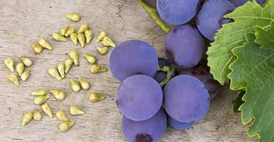 Antioxidanții din struguri de poamă – o soluție inovatoare împotriva îmbătrânirii premature a tenului, ce protejează pielea de acțiunile poluanților