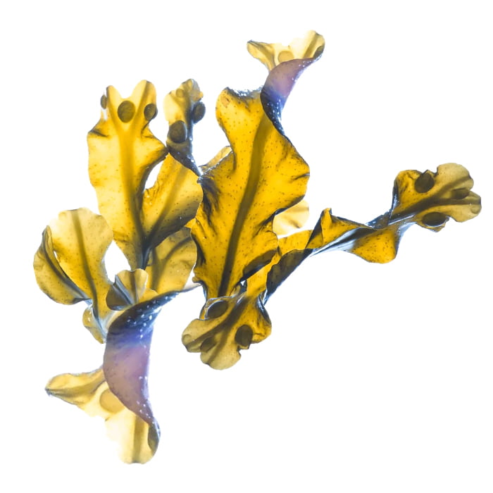 Extract de alge brune