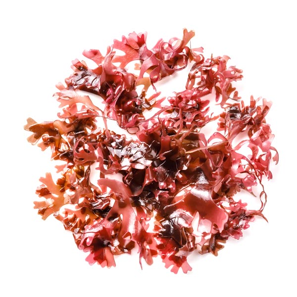 Extractul de alge de zăpadă